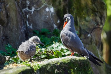 Inca sumru (larosterna Inca) ve piliç