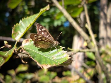 Benekli ahşap (Pararge aegeria) kelebek