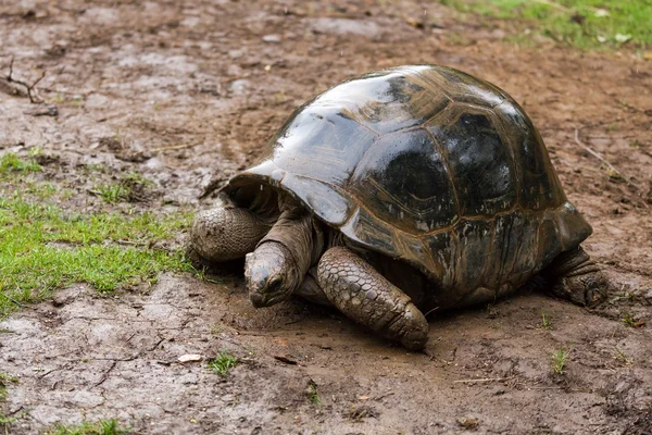 Possivelmente uma tartaruga gigante das Seychelles (Dipsochelys hololissa ) — Fotografia de Stock