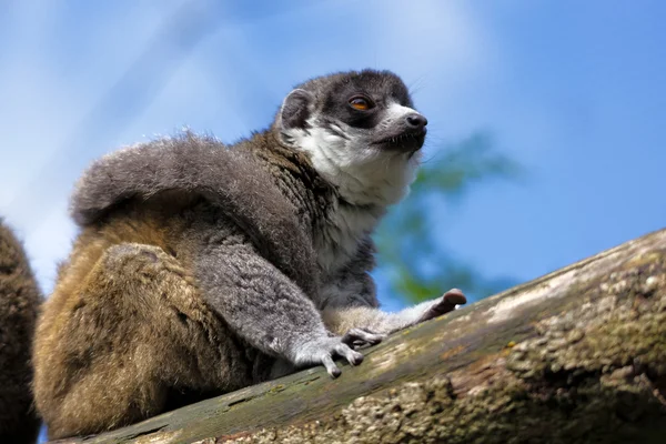 Giovane lemure dalla coda ad anello (Lemur catta ) — Foto Stock