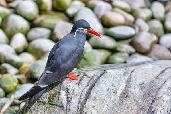 Inca tern (Larosterna inca)) — 图库照片