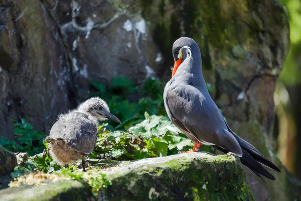 Inca Tern (Larosterna inca) e pulcino — Foto Stock