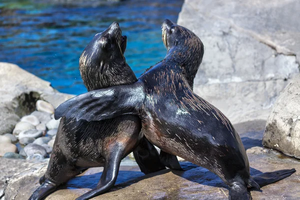 Selos de pele sul-americanos (Arctocephalus australis ) — Fotografia de Stock