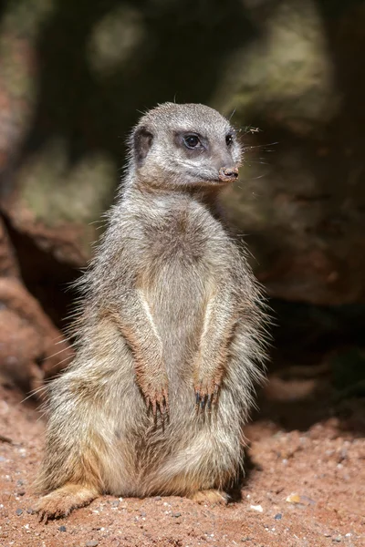 Slanke-tailed meerkat (suricatta suricatta) — Stockfoto