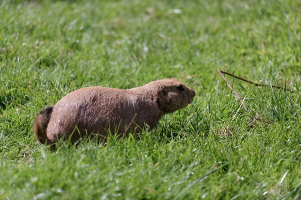 Prairie Dog (Cynomys) — Stock Photo, Image