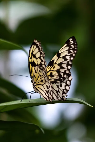 Rijstpapier vlinder (idee leuconoe) — Stockfoto