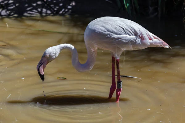 Greater flamingo (phoenicopterus roseus) — Stock Photo, Image