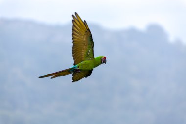 Military Macaw (Ara militaris) clipart