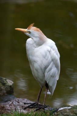 Egret Sığırı (Bubulcus ibis)