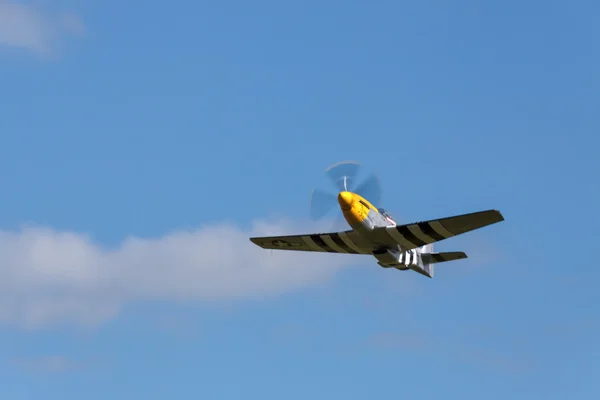 Mustang Frankie feroz en Goodwood — Foto de Stock