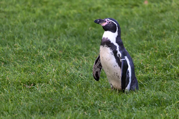 Pingouin de Humboldt (Spheniscus humboldti)) — Photo