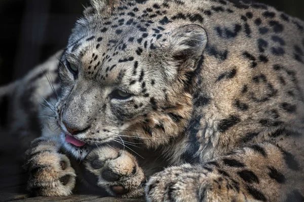 Sneeuwluipaard (Panthera uncia)) — Stockfoto