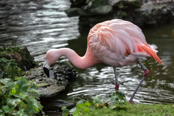 Chilean Flamingo (Phoenicopterus chilensis) — Stock Photo, Image