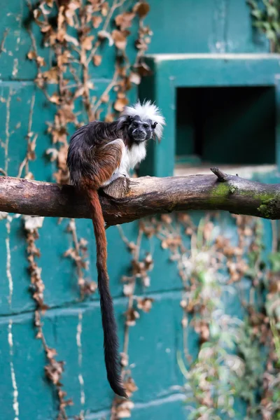 Tamarín de algodón (Saguinus oedipus ) — Foto de Stock