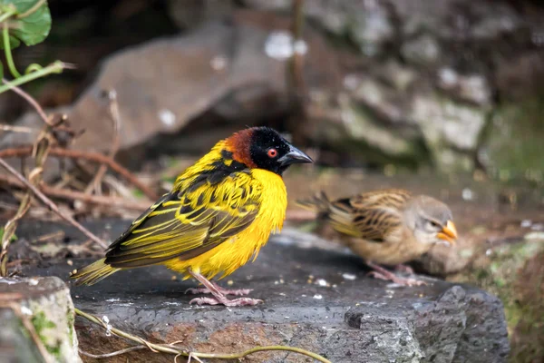 Dlouhoocasí weaver (ploceus cucullatus) — Stock fotografie