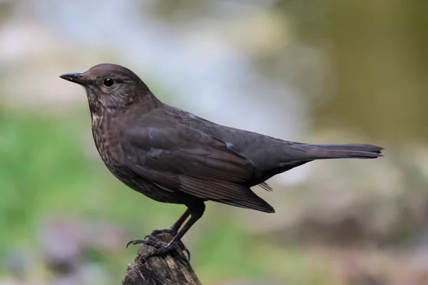 Female Blackbird (Turdus merula) — Stock Photo, Image