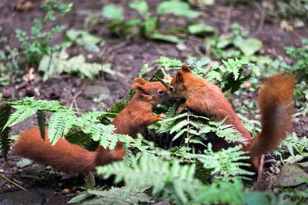 Twee Euraziatische rode eekhoorns (sciurus vulgaris) spelen — Stockfoto