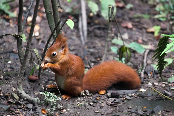Eurasian red squirrel (Sciurus vulgaris) — Stock Photo, Image