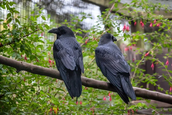 Vanlig korp (Corvus corax)) — Stockfoto