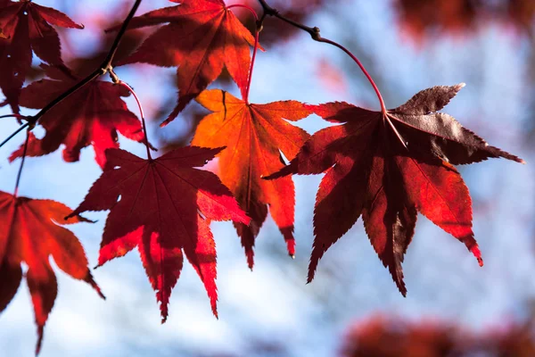 Acer bladeren in de herfst — Stockfoto