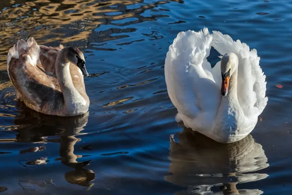 Adult Mute Swan with cygnet on the river Great Ouse at Ely — Stock Photo, Image