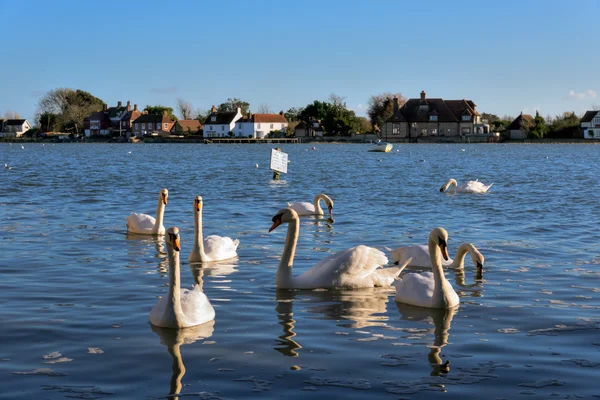 En insamling av mute Sångsvanar vid bosham — Stockfoto