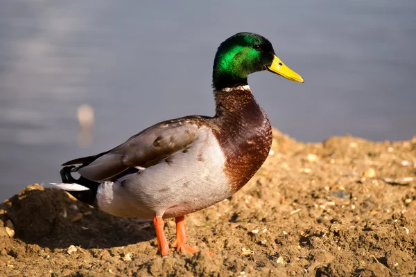 Mazo macho (Anas platyrhynchos ) — Foto de Stock