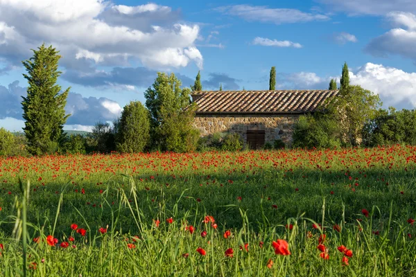 Poppy field in Tuscany — Stock Photo, Image