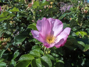 süs köpeği gül ekili