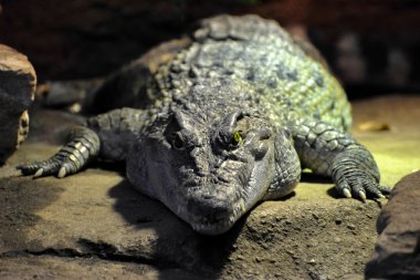 Filipin timsahı (Crocodylus mindorensis)
