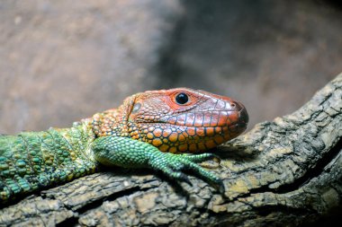 Kuzey caiman kertenkele (dracaena guianensis)
