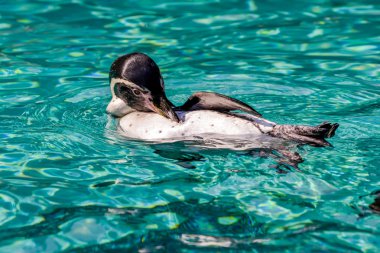 Humboldt pengueni (Spheniscus humboldti)