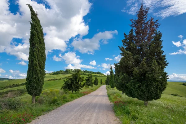 Cipressi in Val d'Orcia Toscana — Foto Stock