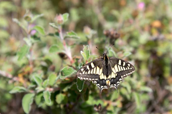 Primo piano di una farfalla Coda Rondine in Toscana — Foto Stock