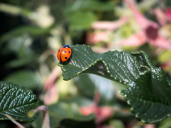 Seven Spot Ladybird (coccinella septempunctata) — Stock Photo, Image