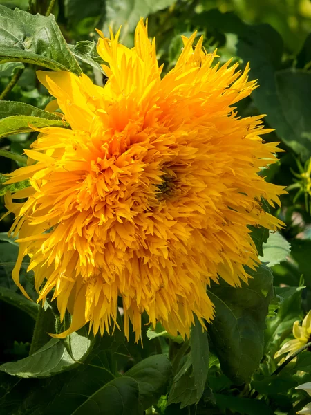 Girasol Hybird cultivado — Foto de Stock