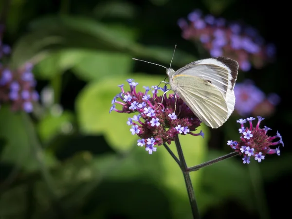 Mały biały (Pieris rapae) motyl — Zdjęcie stockowe