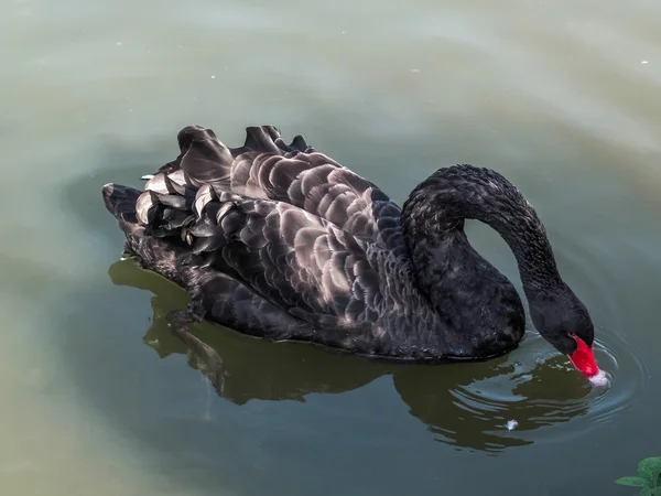 Siyah kuğu (Cygnus atratus)) — Stok fotoğraf