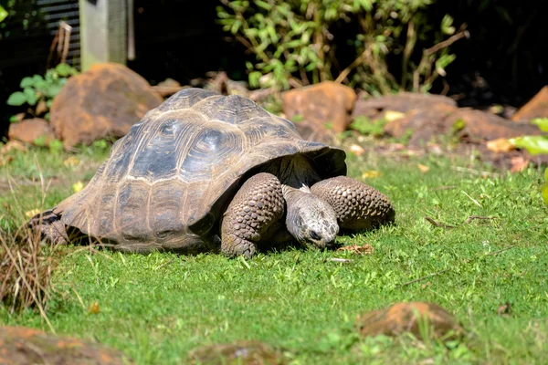 Galapagos jätte sköldpadda (Chelonoidis nigra) — Stockfoto