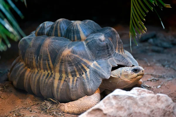 Utstrålad sköldpadda (astrochelys radiata) — Stockfoto