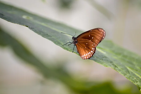 Κοινή κοράκι πεταλούδα (euploea πυρήνας) — Φωτογραφία Αρχείου