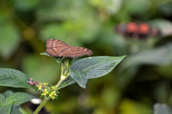 Chocolate Pansy or Chocolate Soldier Butterfly (Junonia iphita) — Stock Photo, Image