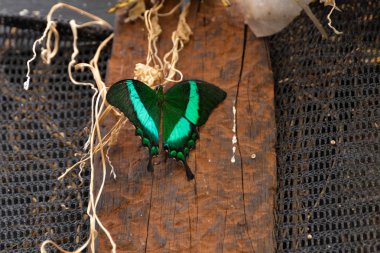 Zümrüt swallowtail kelebek (papilio palinurus)