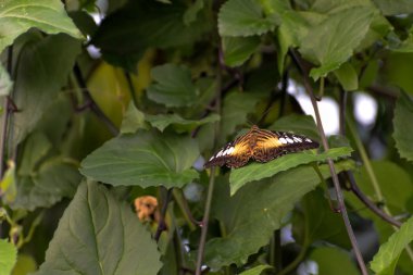 Clipper kelebek (parthenos sylvia)