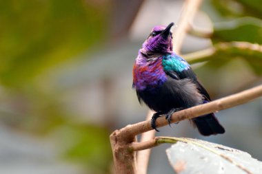 görkemli sunbird (cinnyris coccinigastrus)