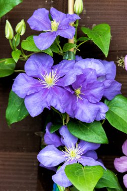 akasma genel sikorski