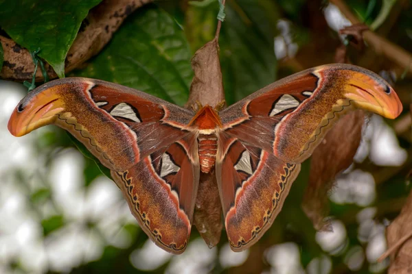 Atlas moth (Attacus atlas) — Stock Photo, Image