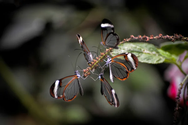 Glasswinged Butterflies (Greta oto) — Stock Photo, Image