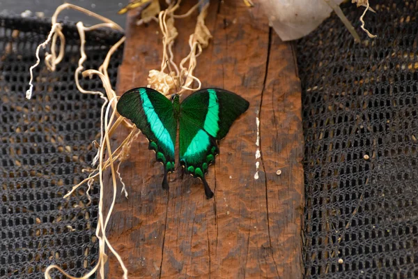 Zümrüt swallowtail kelebek (papilio palinurus)