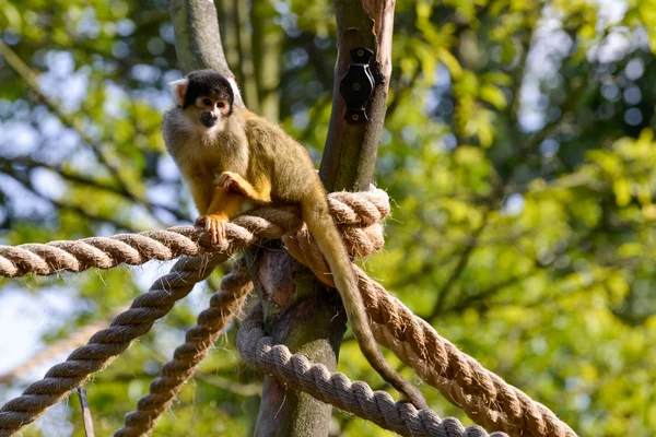 Macaco-esquilo (Saimiri sciureus) ) — Fotografia de Stock